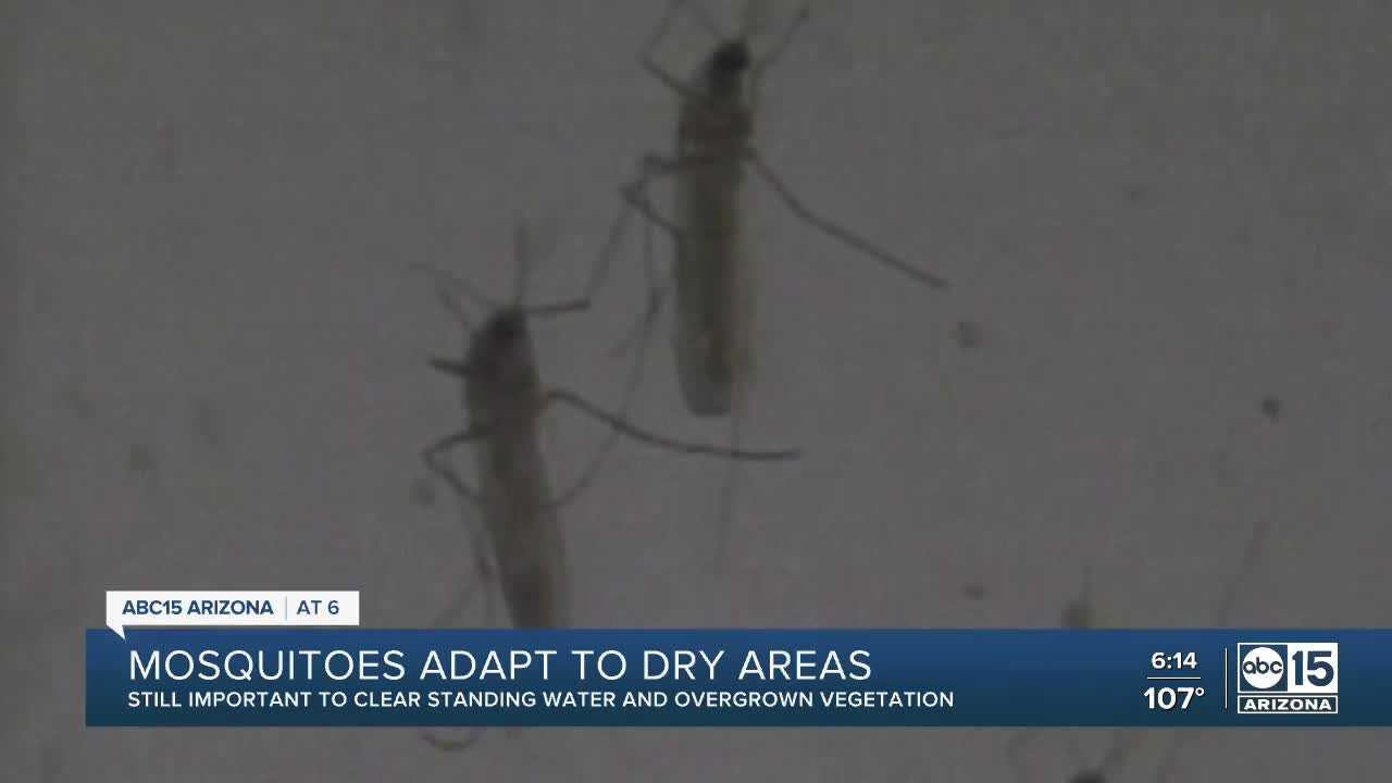 Wet monsoon isn't the only reason for increase in Valley mosquitoes