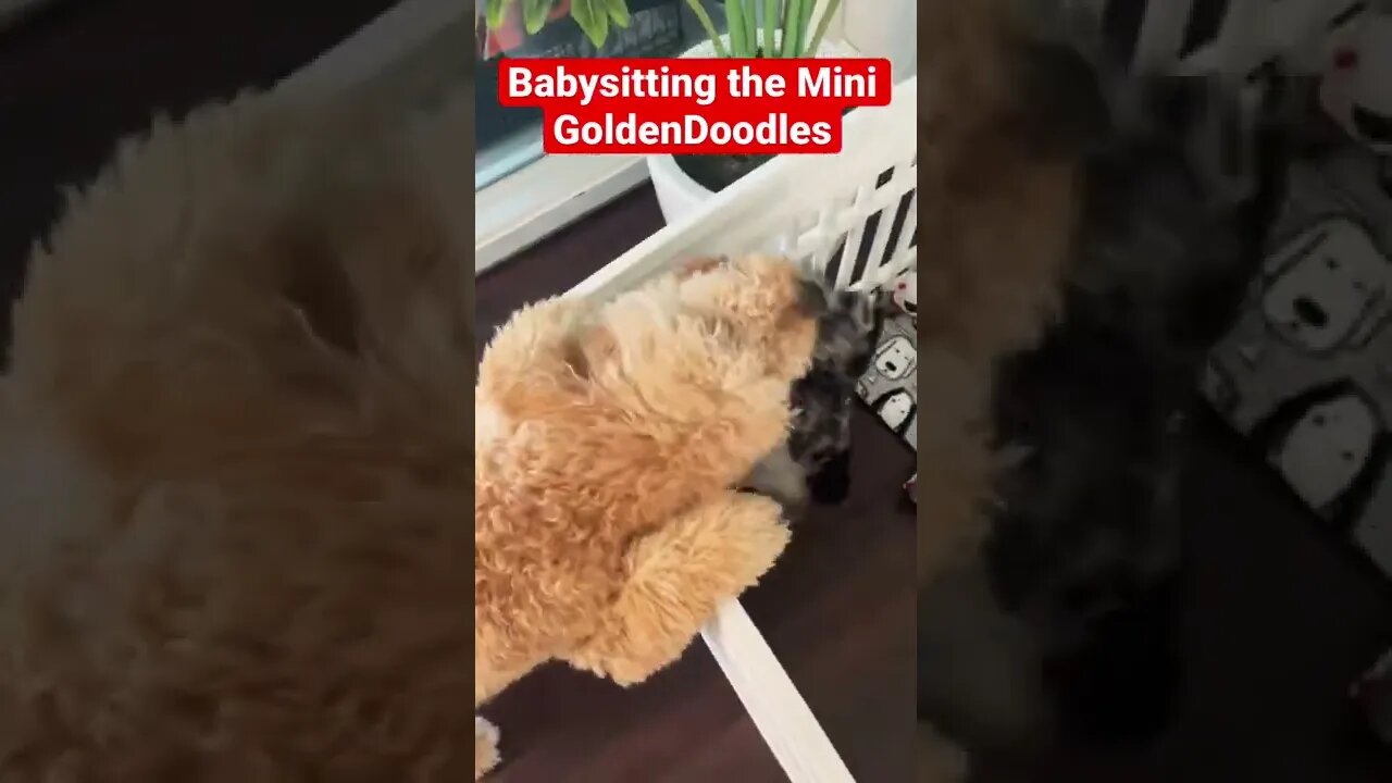 Love Mini GoldenDoodles #dogs #minigoldendoodles #goldendoodles #puppies