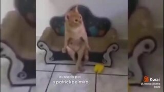 vídeo de gato e cao completo