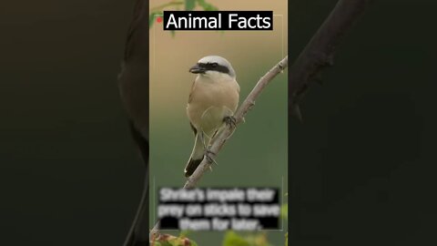 Best animal facts #shorts #facts