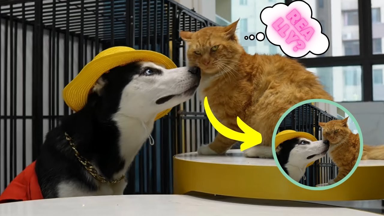 The funniest moments of dog and cat - Friendship of dog & cat