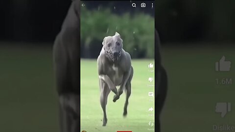 Dog doing slick back