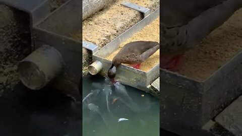 Duck feeds Fish