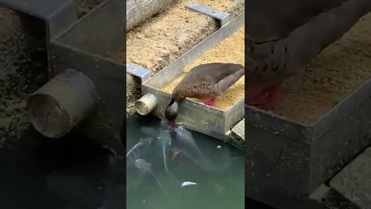 Duck feeds Fish