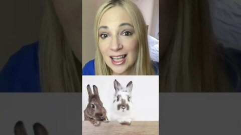 Rabbits Were Pregnancy Tests! #shorts