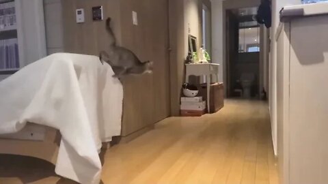 cat jump madmovie