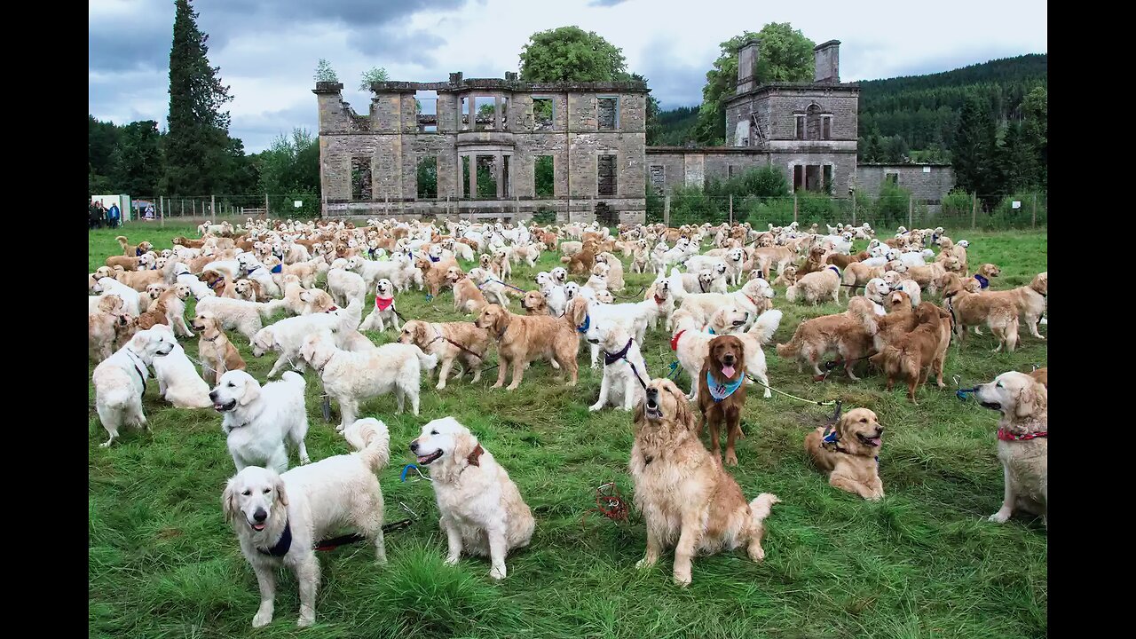 Hundreds of golden retrievers