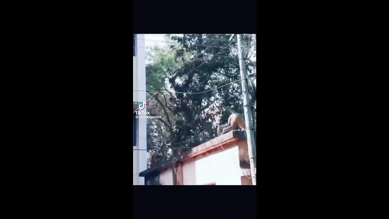 Monkey jump