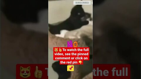 cute cat videos 😹funny videos 😂1403😻#shorts #catvideos #funnycatsvideos #cat #funny_cat #cutecat