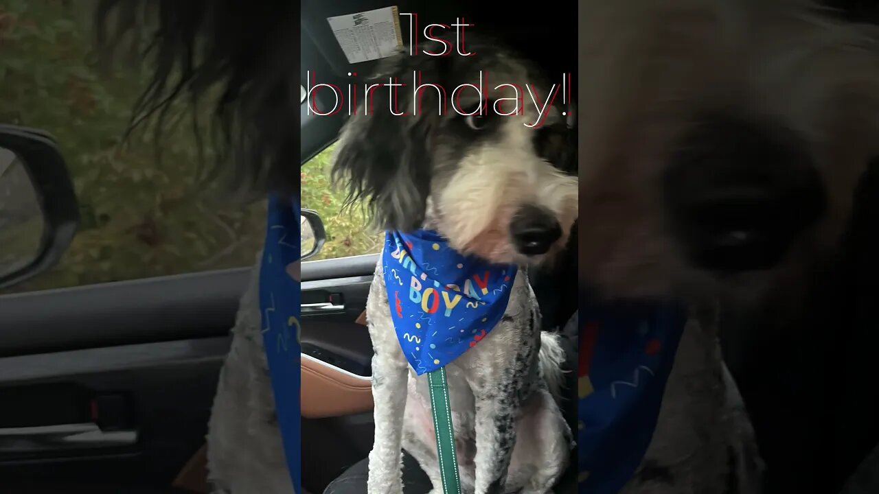 #birthday #bernadoodle #puppy #dog