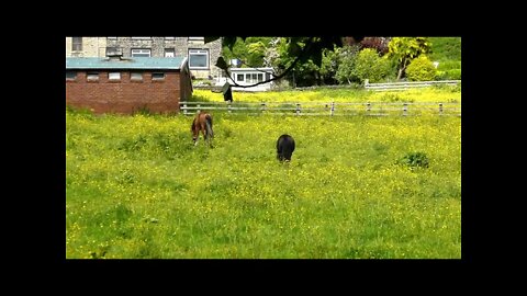 Relaxing after a hard days grazzing