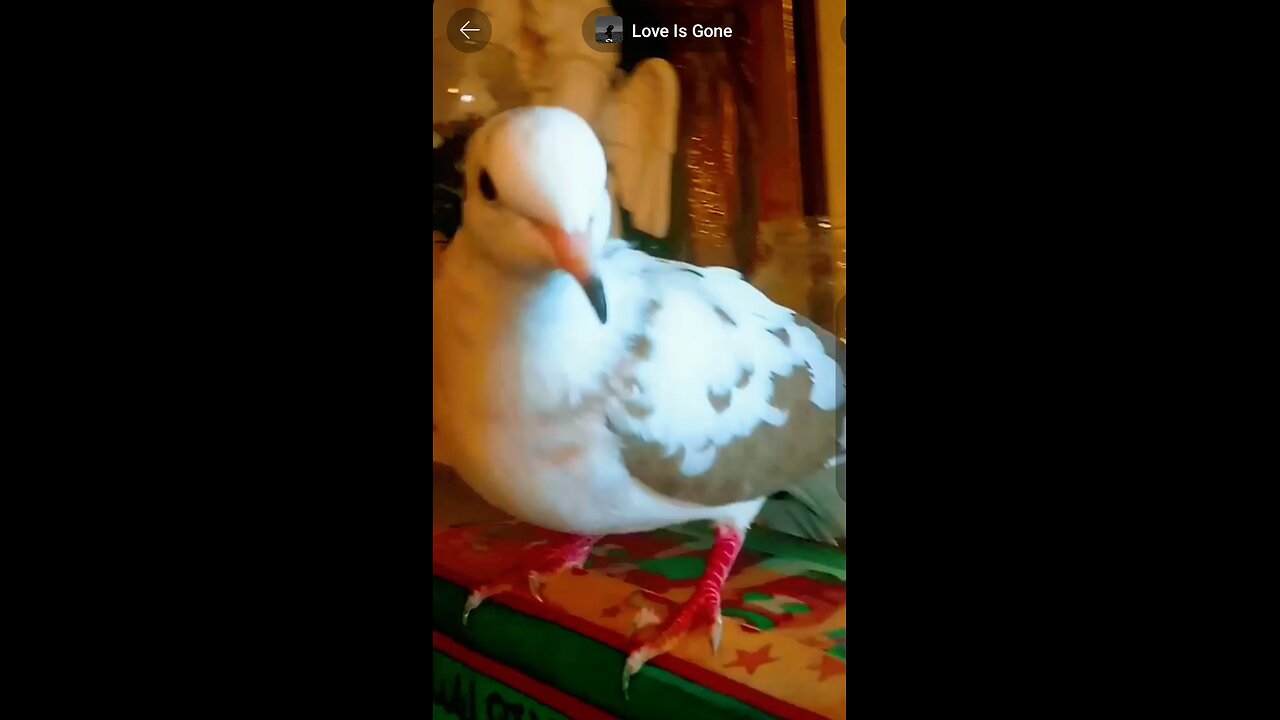 "Tanjiro's Little ❤️💎🕊️🎶🎼💫Come See 💎🎶🎼💫