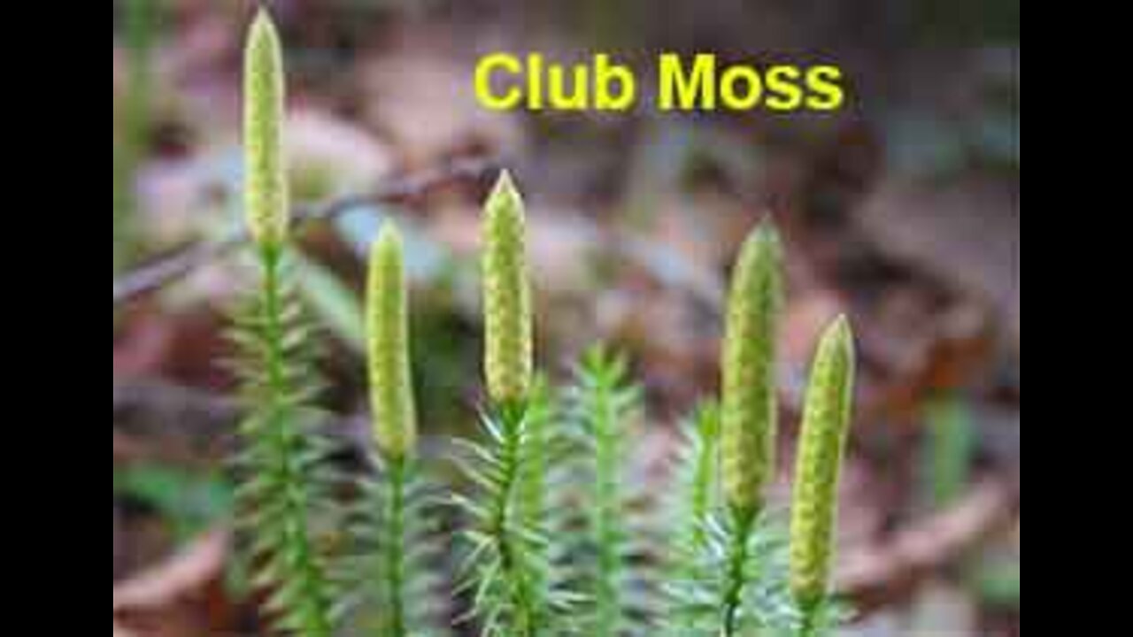 PFTTOT Part 171 Club Moss and Coltsfoot