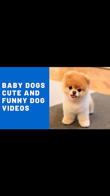 Baby Dogs - Cute and Funny Dog Videos
