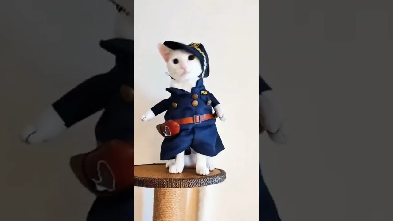 Cat Police | #reels #cat #shorts #funny