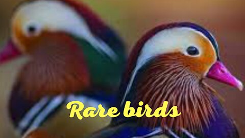 Rare . Beautiful birds