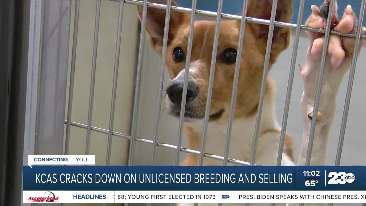 Kern County cracking down on unlicensed pet breeders