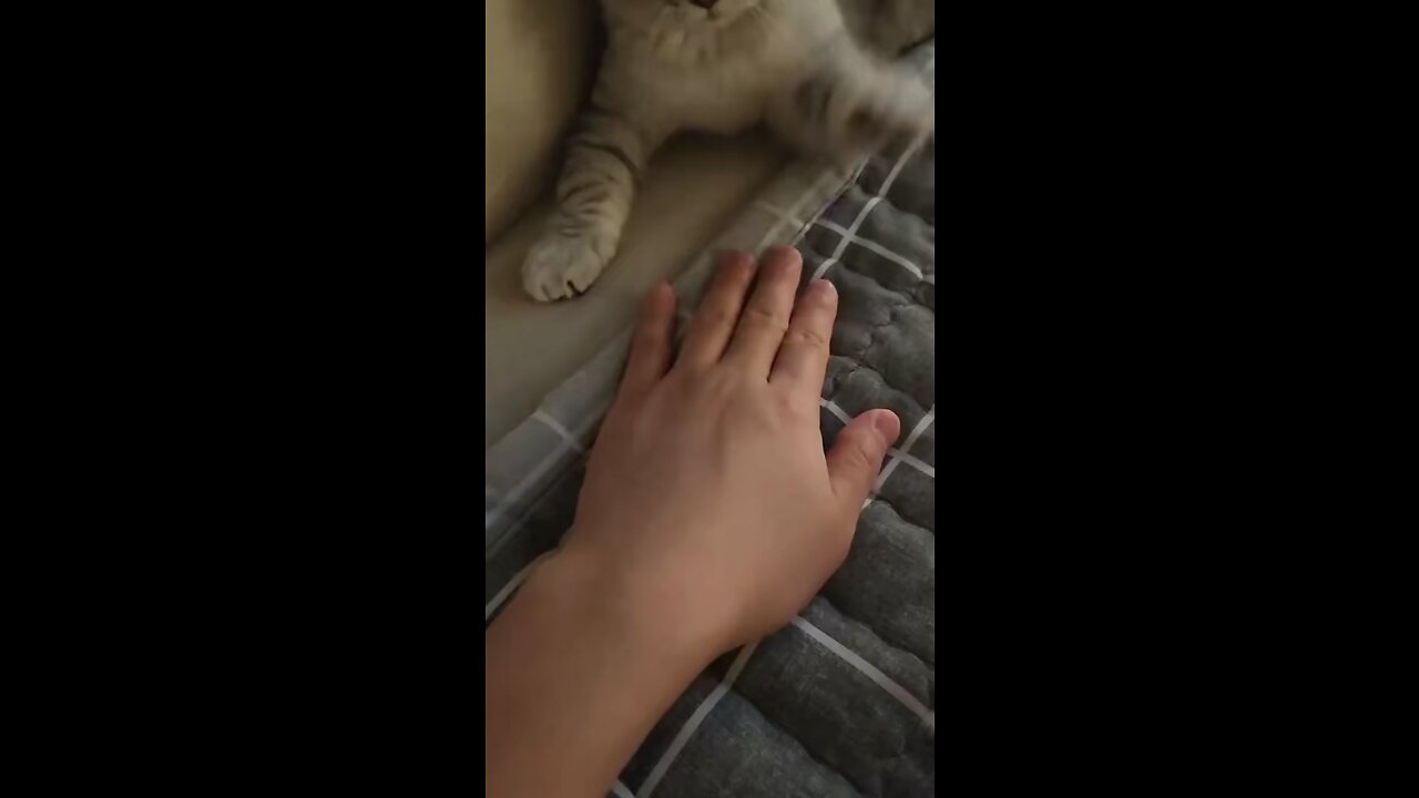 Cat love
