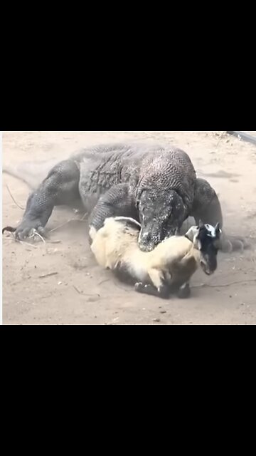 Savage Encounter: Komodo Dragon's Deadly Ambush on Goat