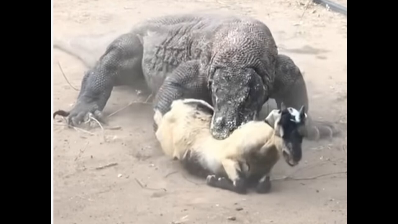 Savage Encounter: Komodo Dragon's Deadly Ambush on Goat