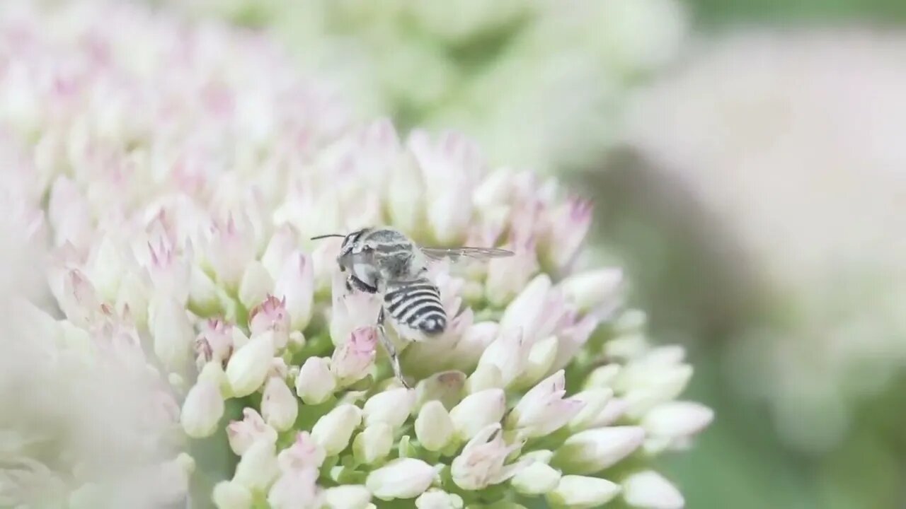 insect collects pollen on a flower, macro, slow motion