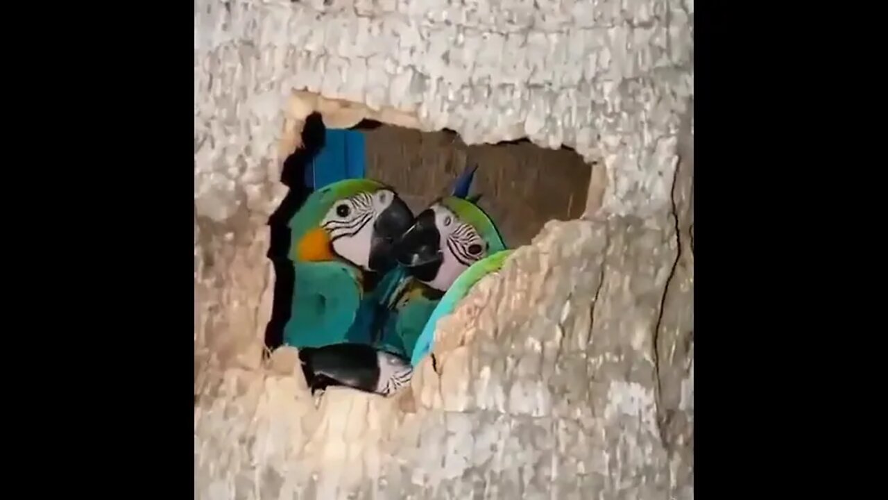 Group of Parrots nesting inside a palm tree