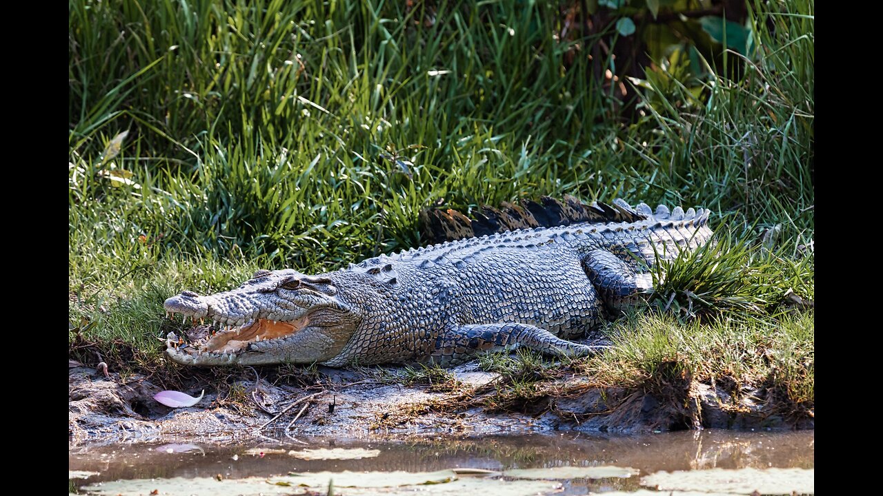 Aussie Man Frees Head from Crocodile’s Mouth in Scary Attack