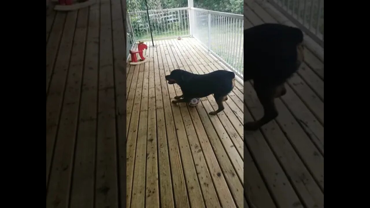 Rottweiler Playing #Shorts #rottweiler 😍💖
