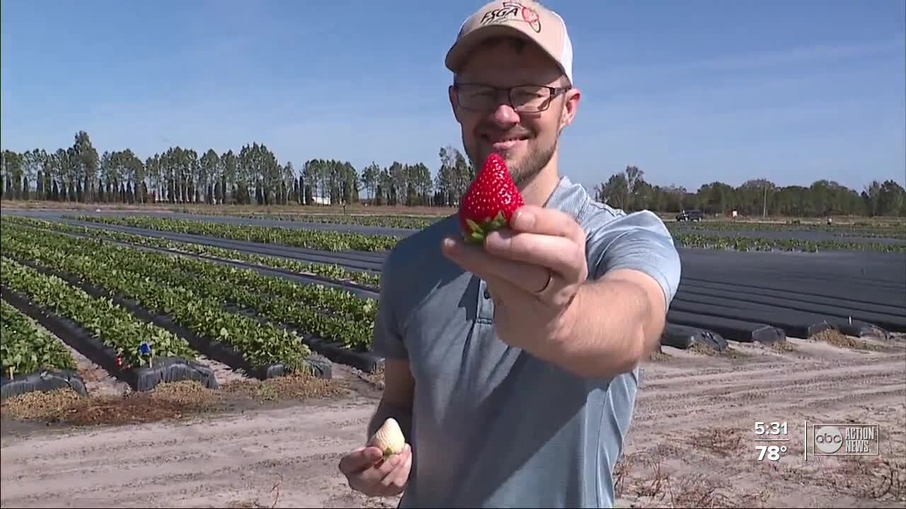 UF researchers saving strawberries and creating new varieties
