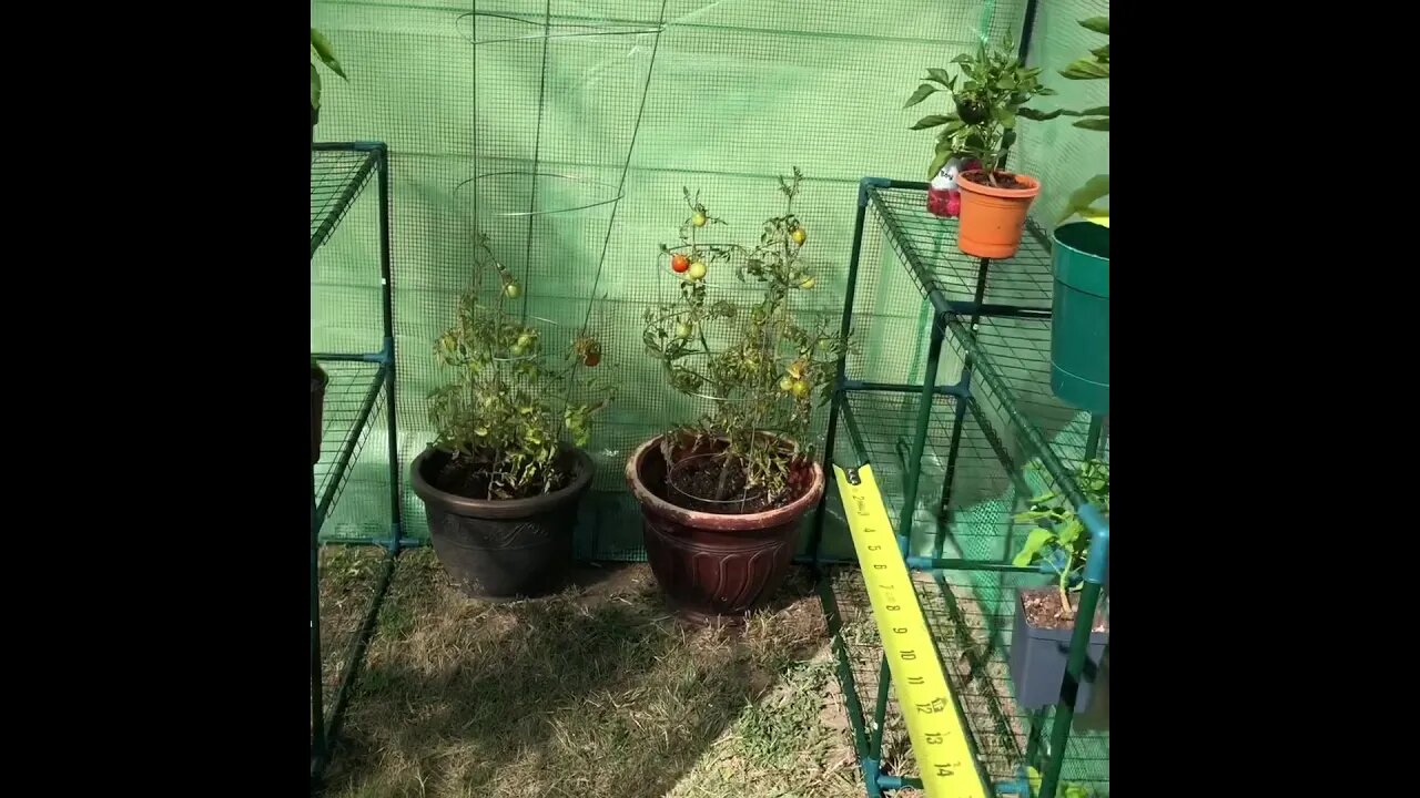 Best Cheap Greenhouse?!