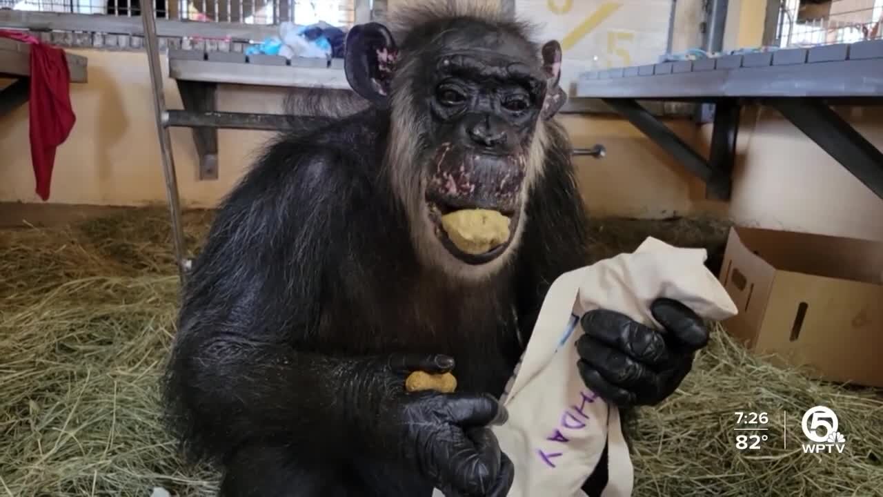 CHIMPANZEE BIRTHDAY IN FORT PIERCE