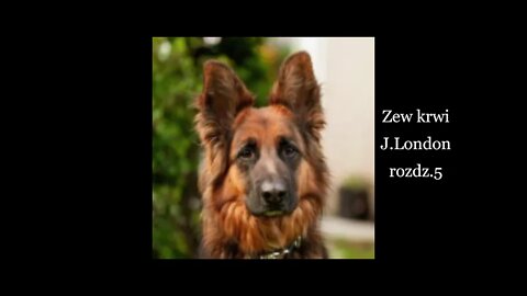 Zew krwi - Jack London rozdz.5 Trudy szlaku