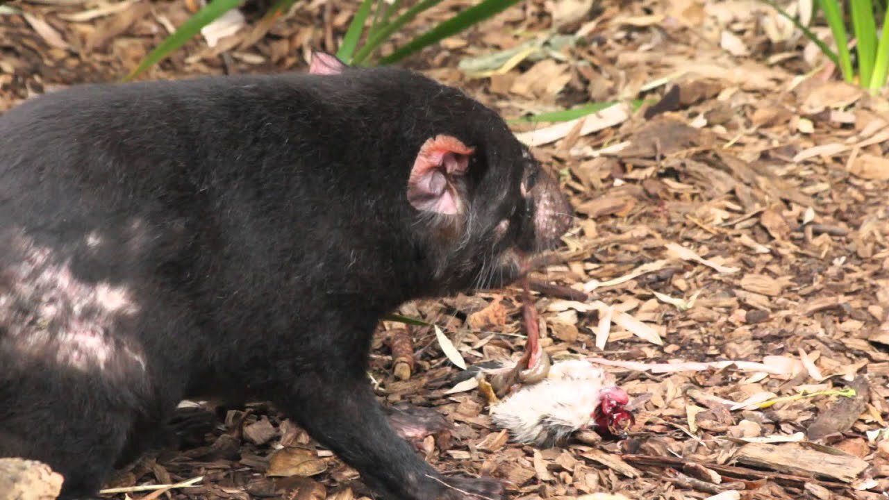 Tasmanian devils eating a rat