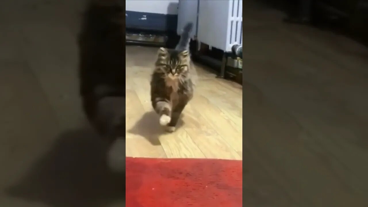 Here he comes..🐈🐾🚶😅