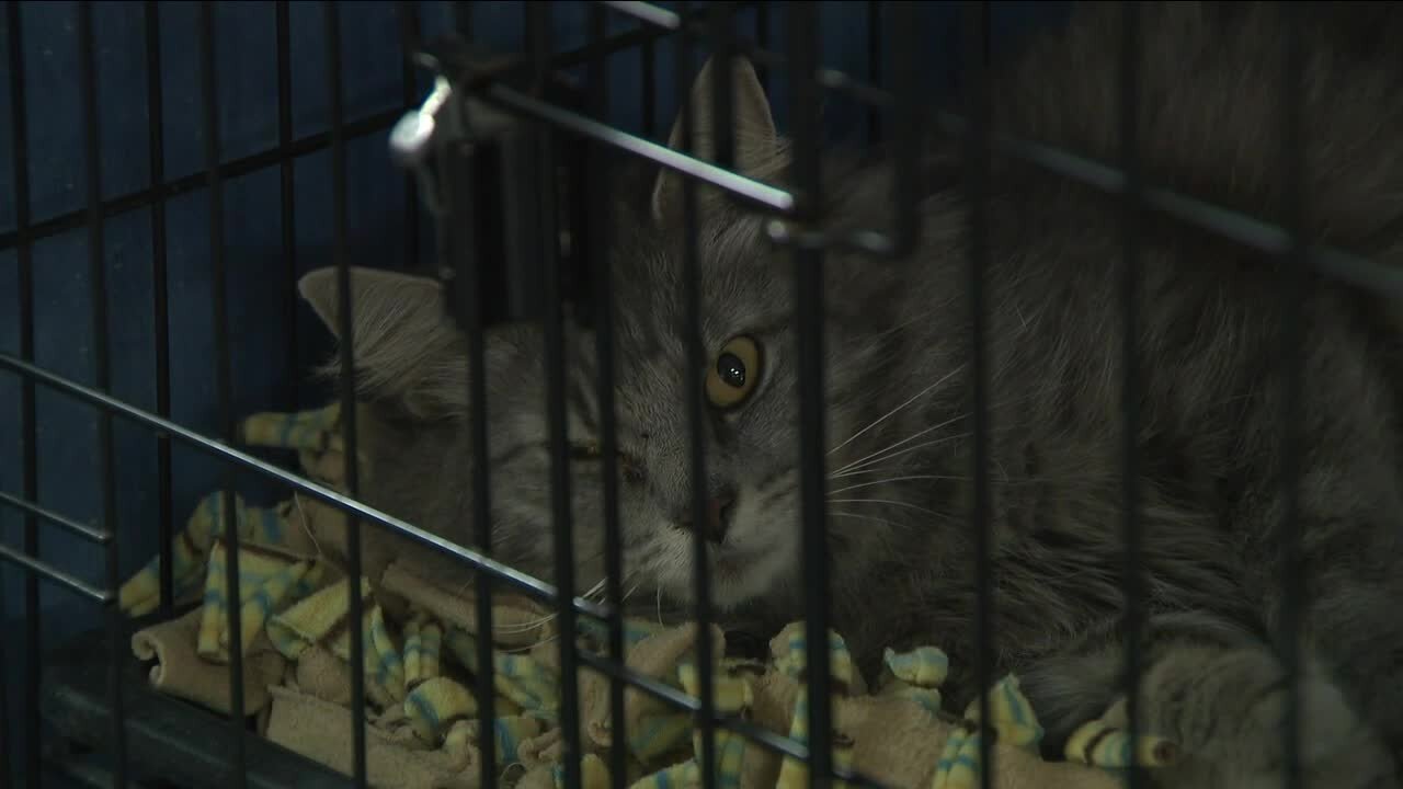 Fluff Animal Rescue Thrift Store needs more foster parents