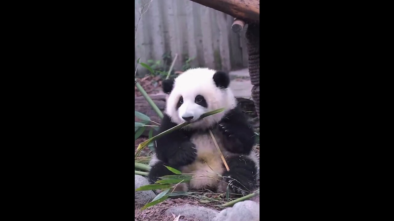 Panda fa fa