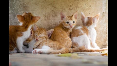 Cats Scared Video, Cats Shocked