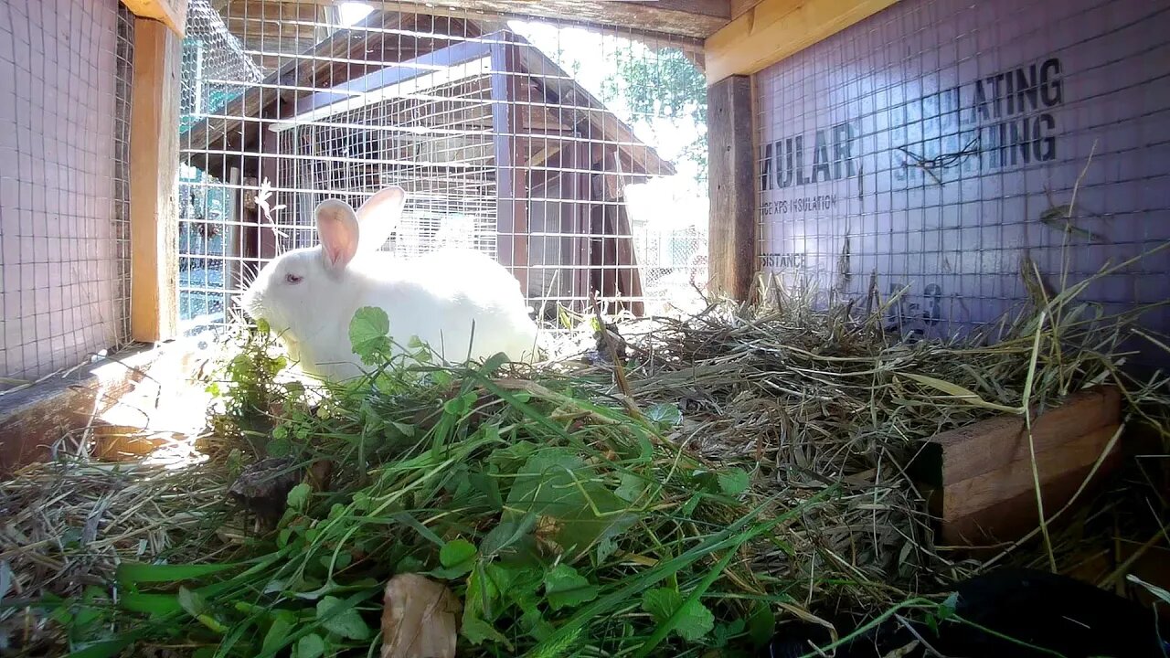 Shadow the white rabbit, chillin for lunch in his hutch