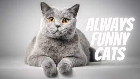 Always funny cats