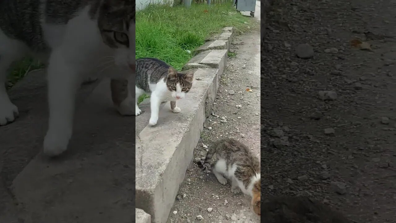 Save Street Cats