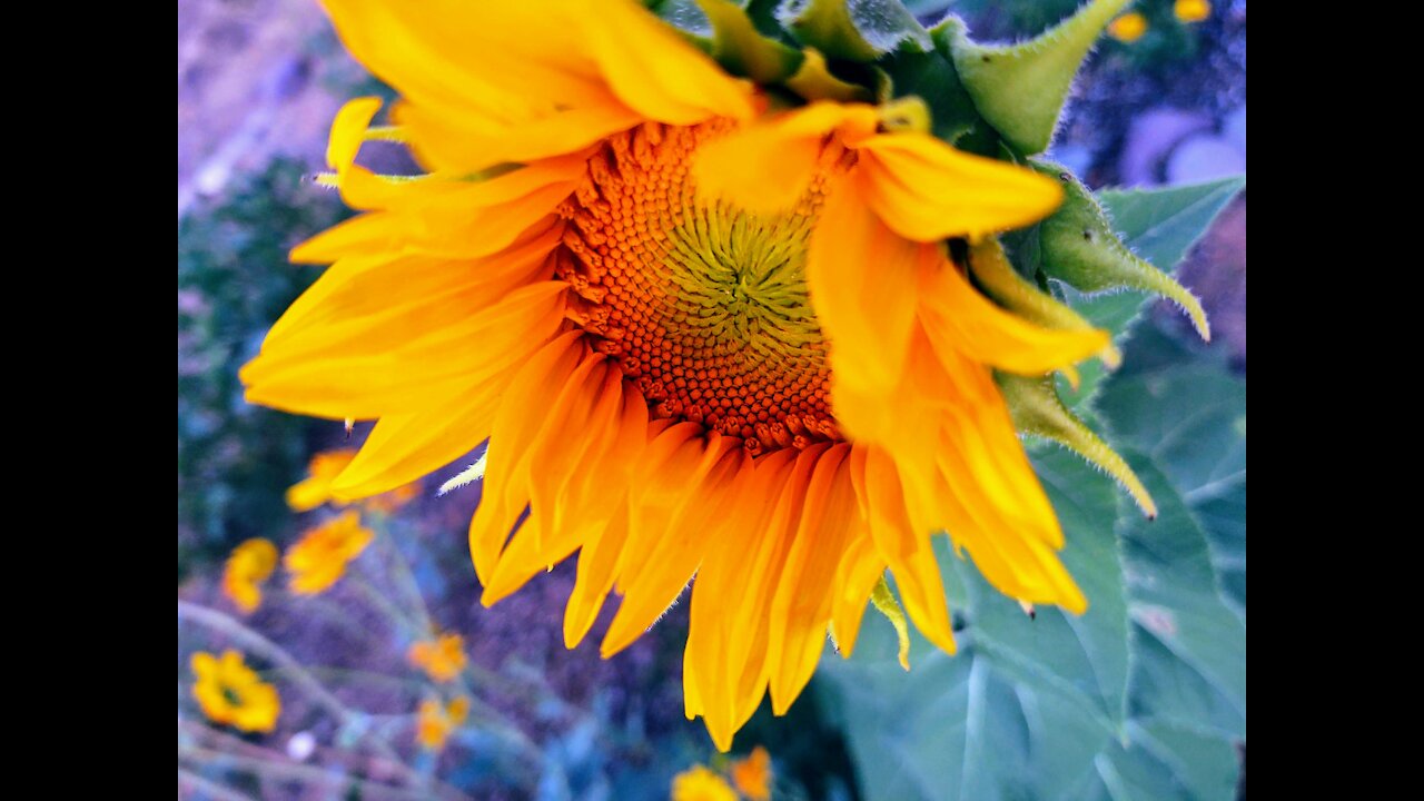 The sunflower and Lilli. Summer memories