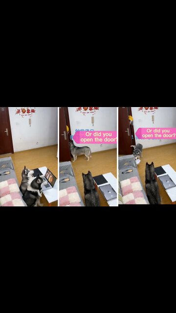 Husky pups watching movie. disturbed by delivery boy what was reaction