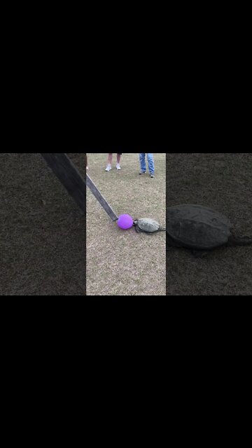 Uninvited Party Guest (Alligator Snapper) #Shorts