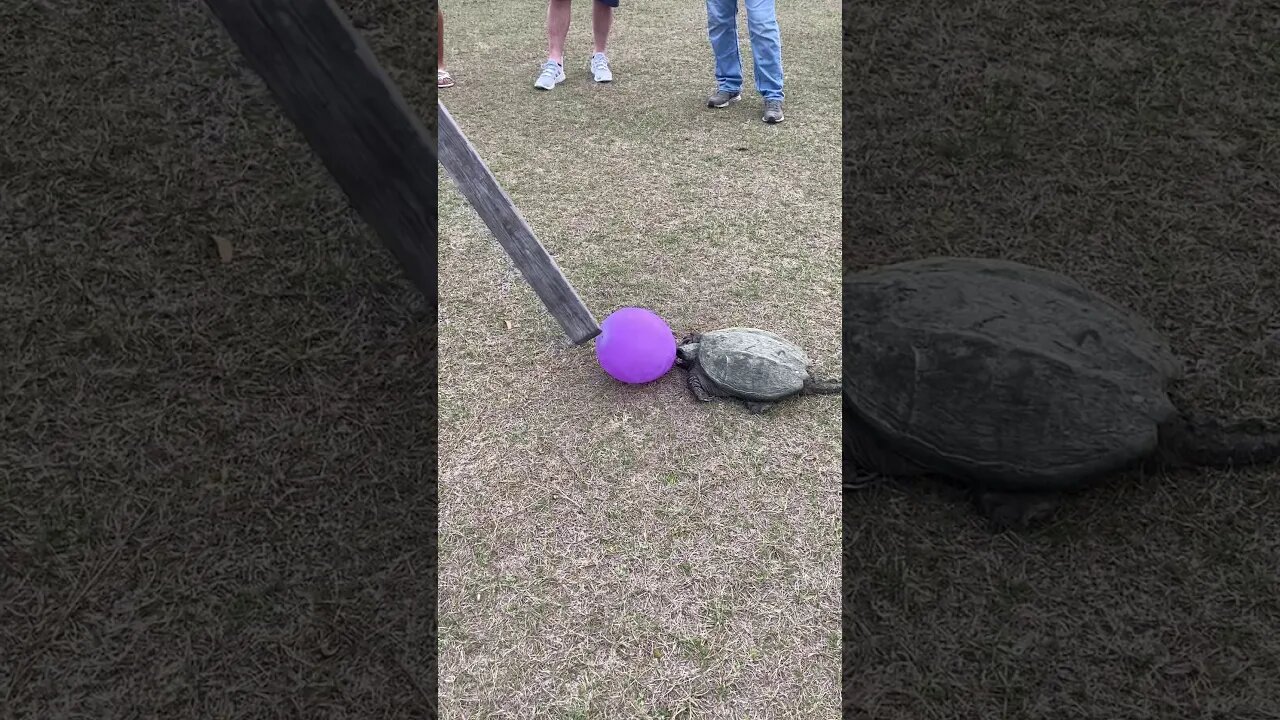 Uninvited Party Guest (Alligator Snapper) #Shorts