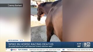 Spike in horse racing deaths