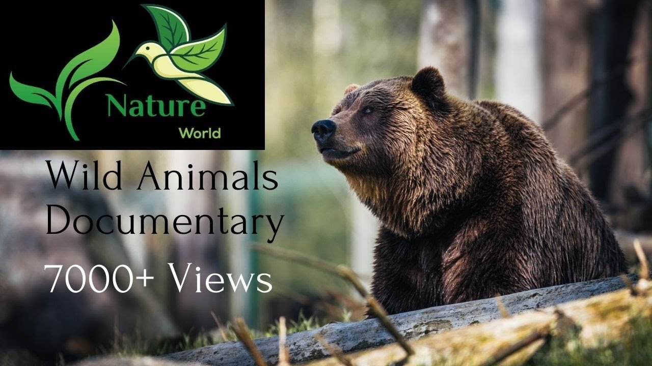 Wild Animals Videos - Wildlife Animal videos