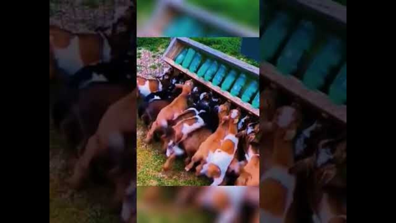 funny animals #fuuny #animals #foryou #sheep #farm - funny animal - best moments #shorts