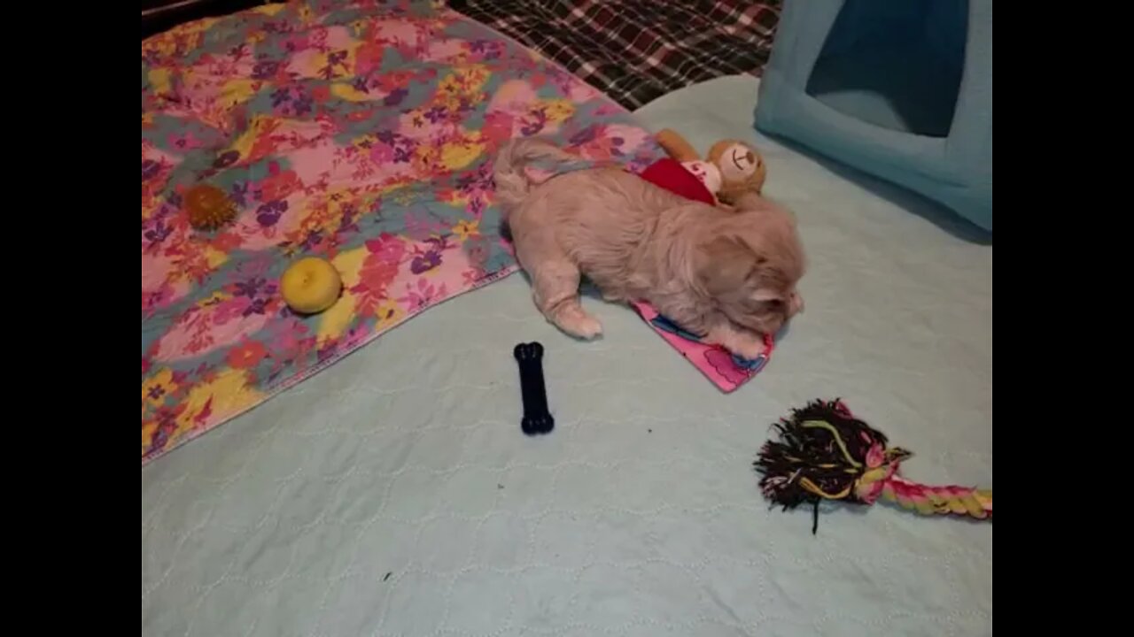 Short Videos Only(3)