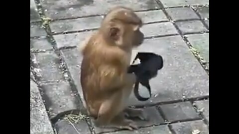 Monkey see Monkey do