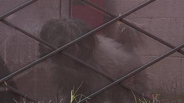 Neighbors say someone is stealing their dogs